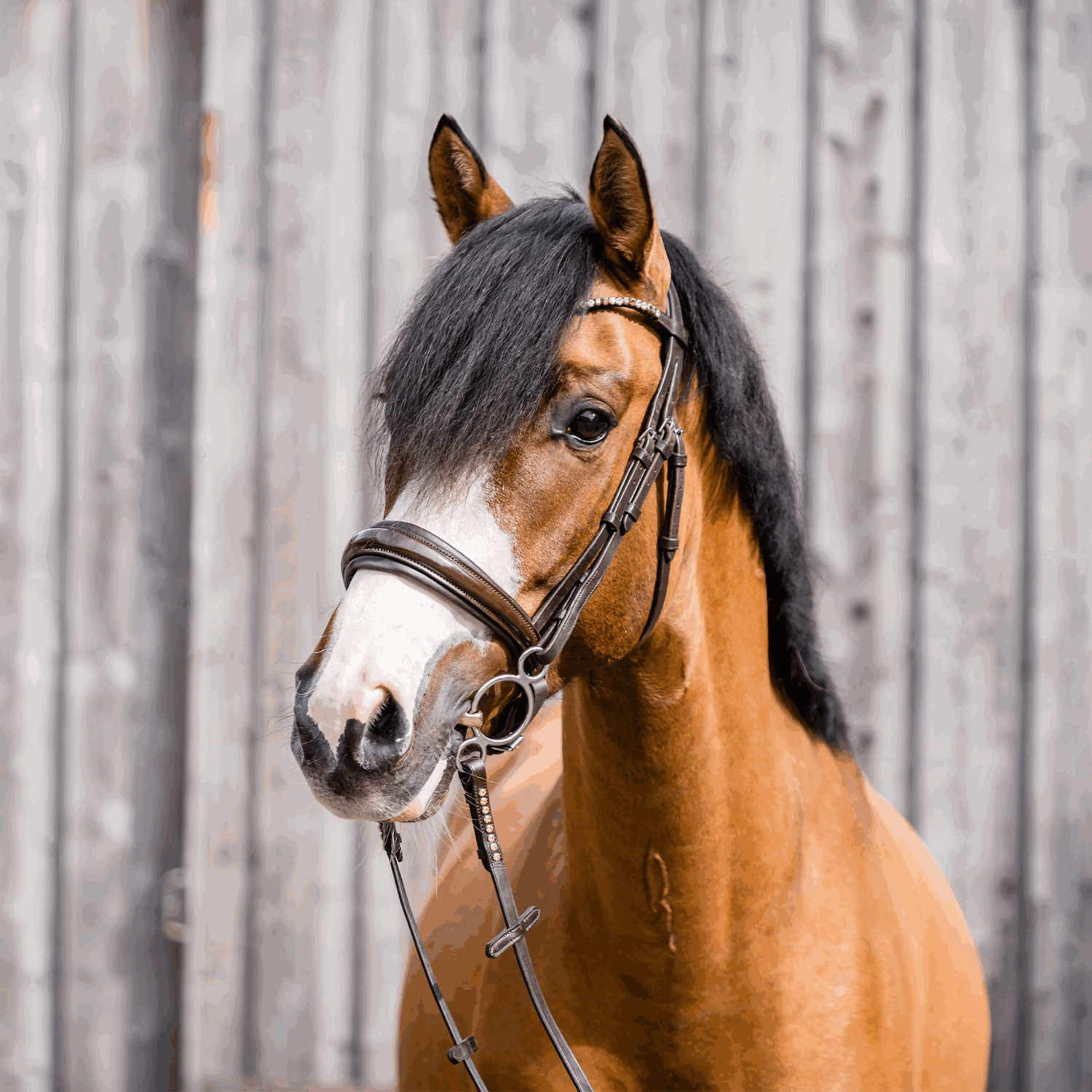 Dynamic RS Universal 14 mm doppelt gebrochen - Sensogan - Sensogan, 115 mm Weite