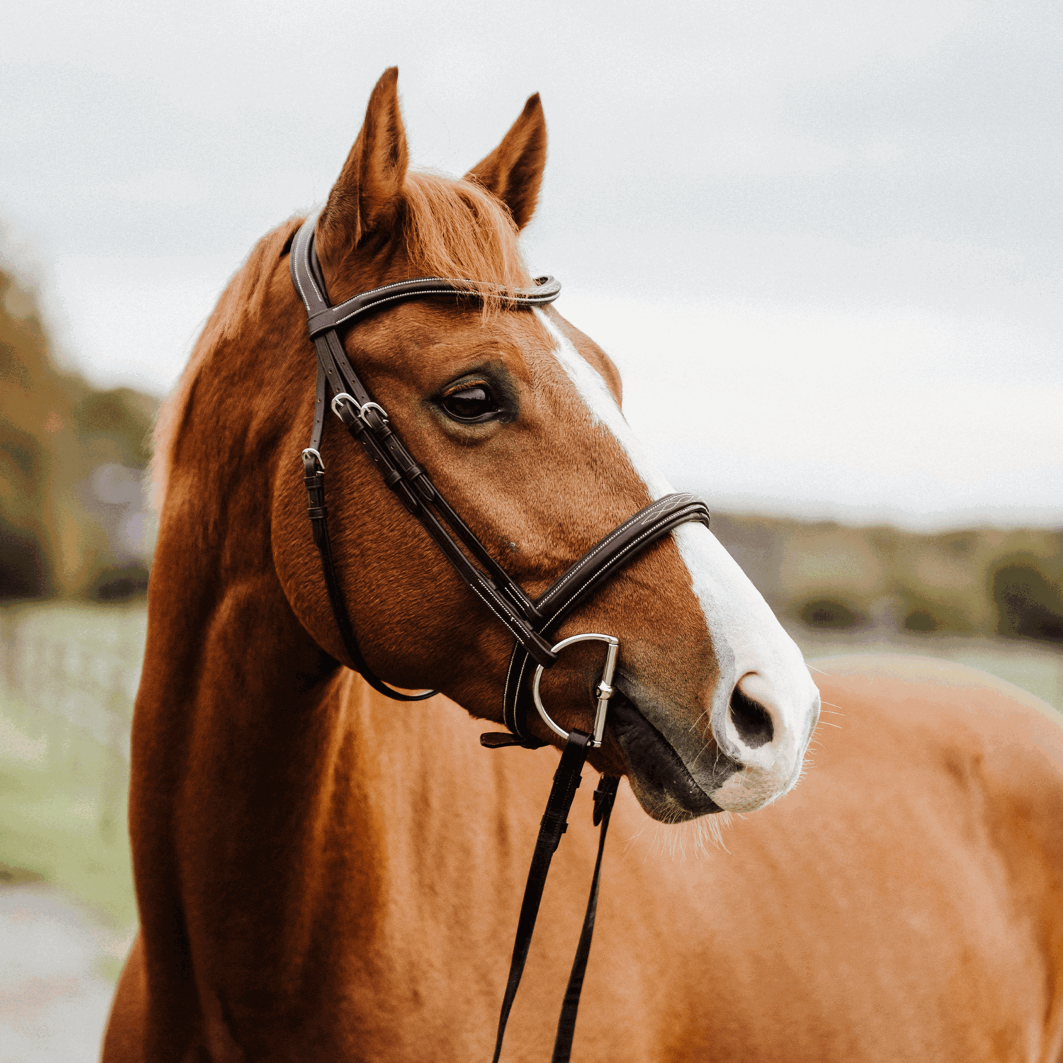 KK D-Ring Gebiss 12 mm - Sensogan