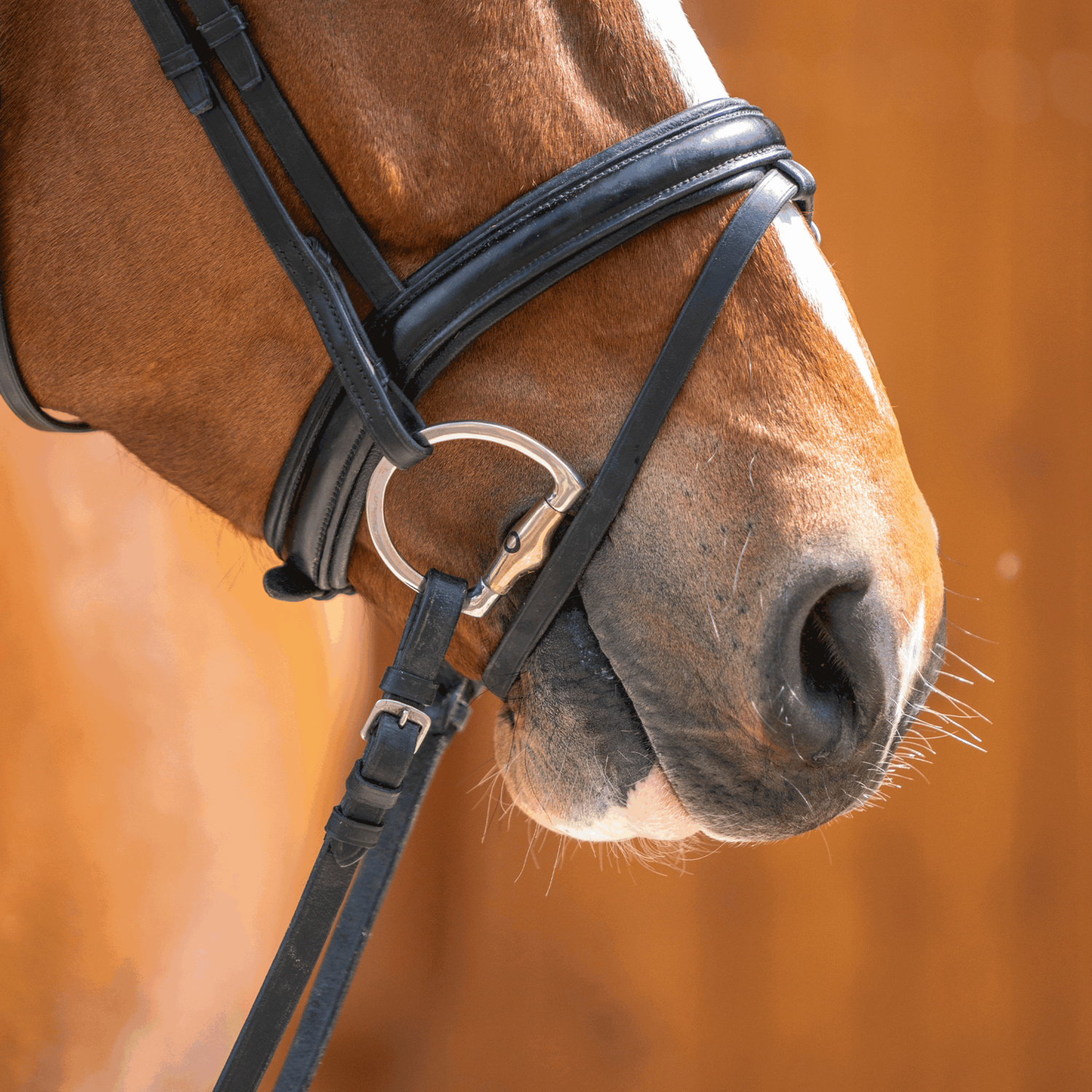 Dynamic RS Olivenkopfgebiss mit D-förmigem Ring 16 mm doppelt gebrochen