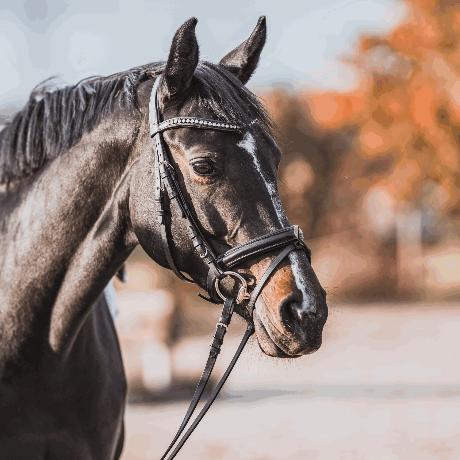 KK ULTRA Olivenkopf 14 mm - SENSOGAN