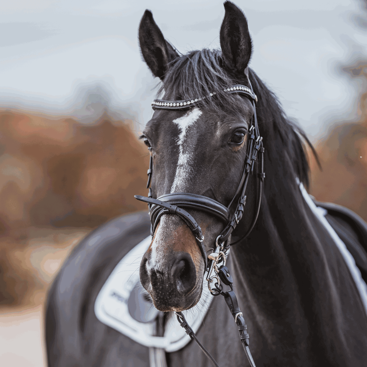 novocontact Pelham 16 mm doppelt gebrochen - Sensogan