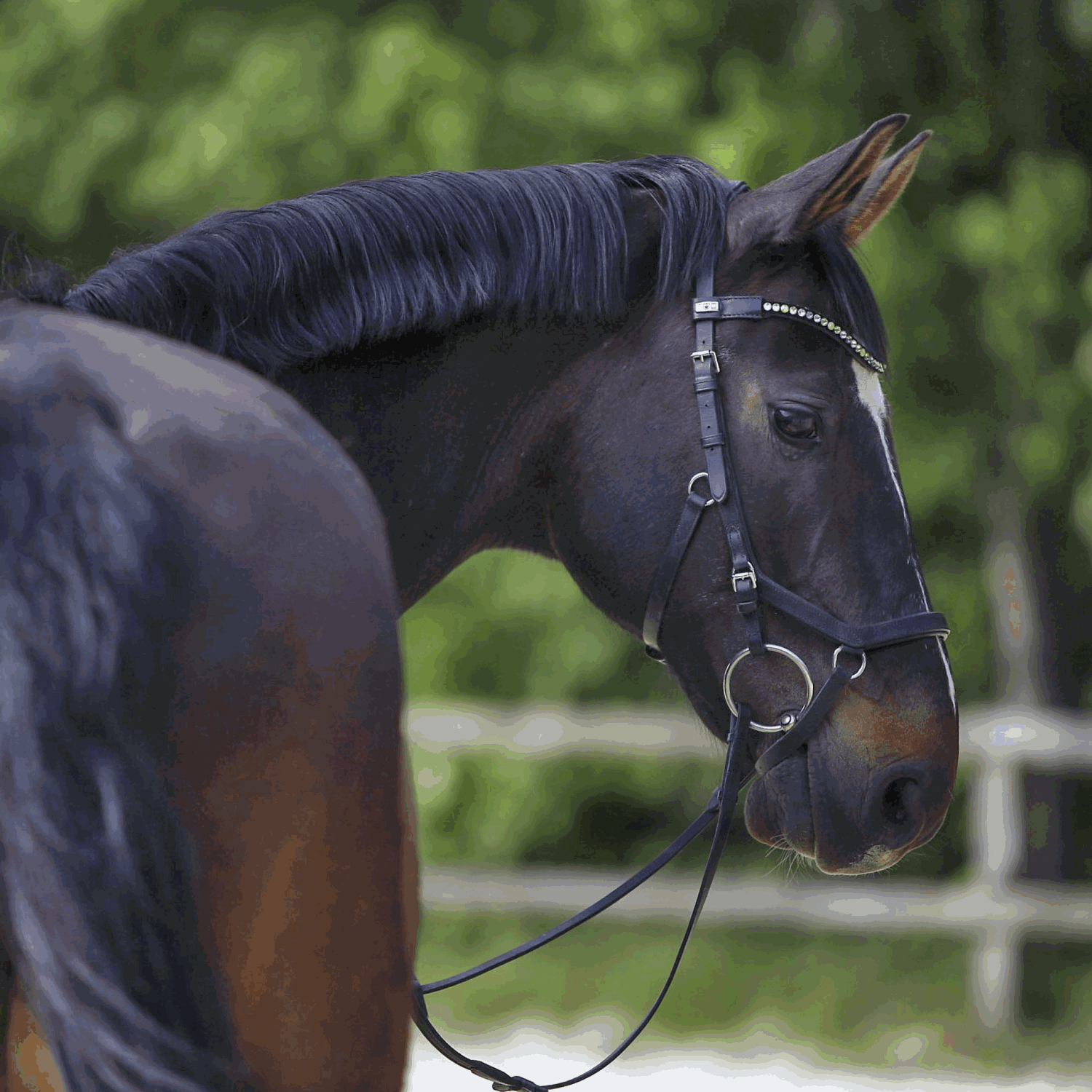 Wassertrense 14 mm | Ringtrense_Einsatz.png | 1704463659