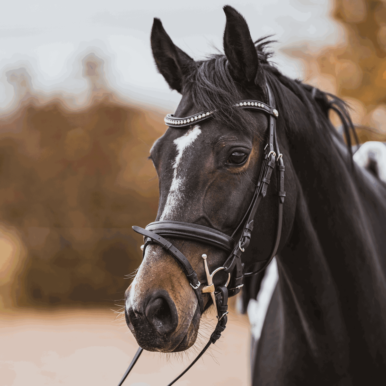 Dynamic RS Schenkeltrense 16 mm doppelt gebrochen - Sensogan