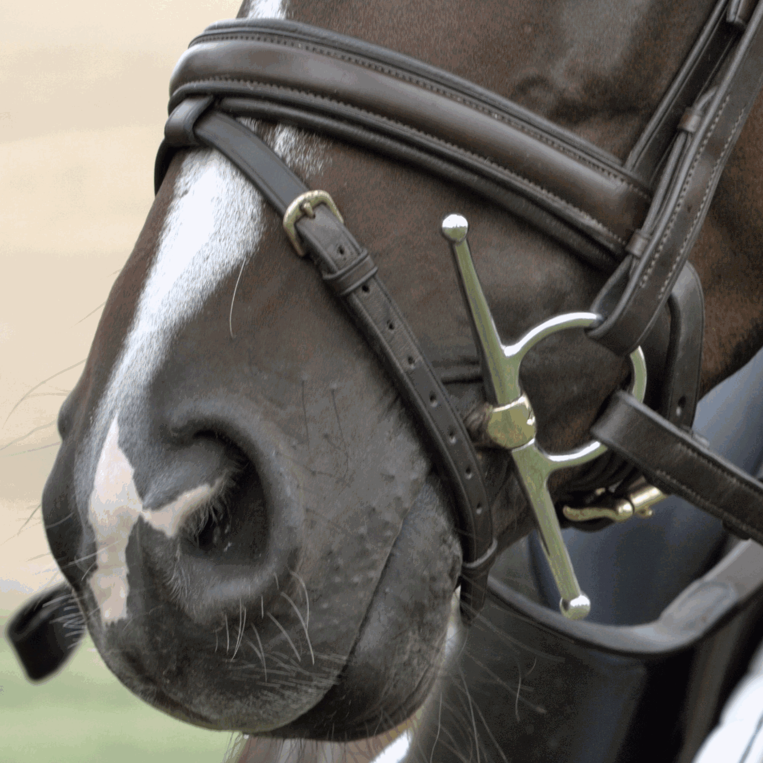 Dynamic RS Schenkeltrense 16 mm doppelt gebrochen - Sensogan