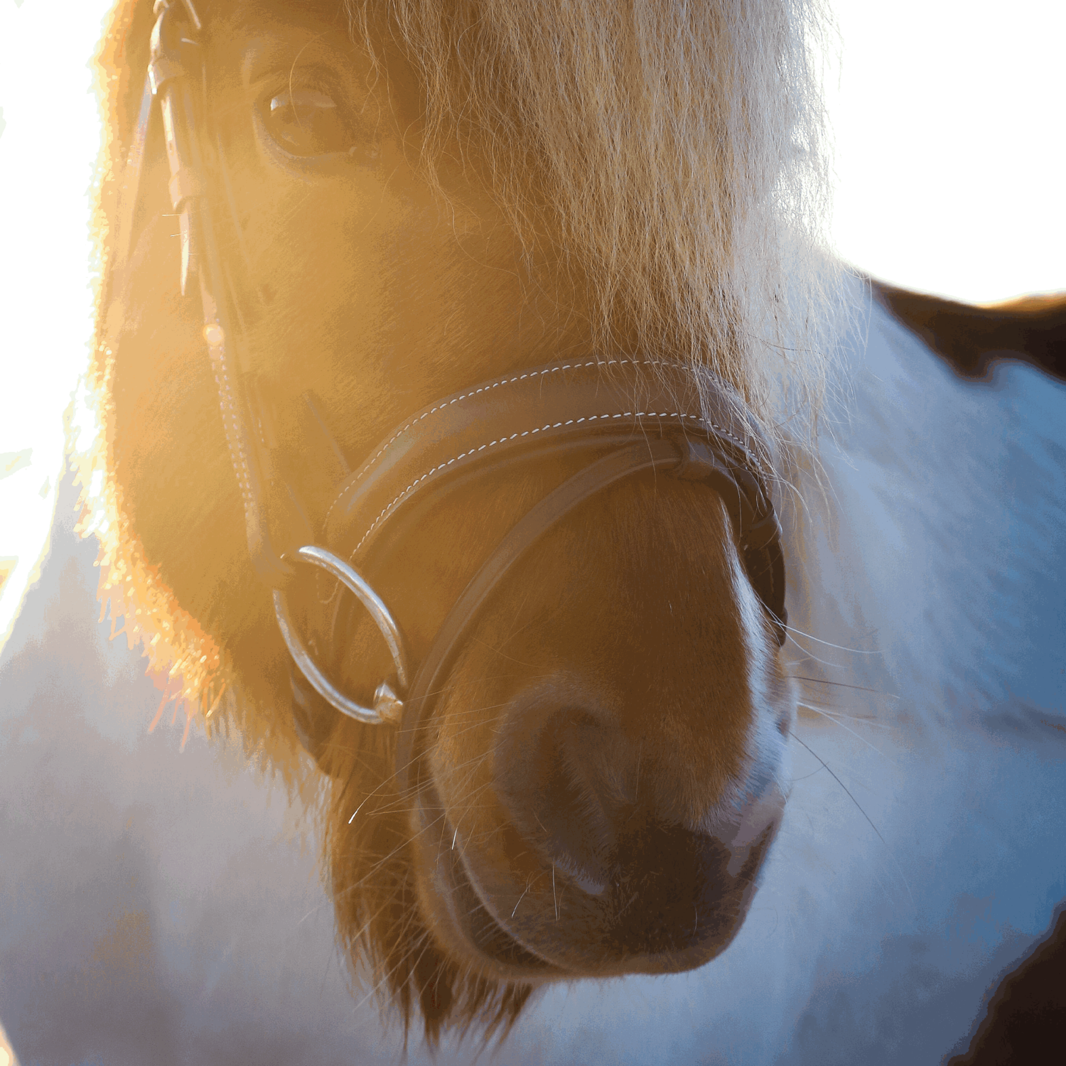 Dynamic Pony / Island Gebiss 12 mm einfach gebrochen | Unterlegtrense_Pony_1.png | 1700896866