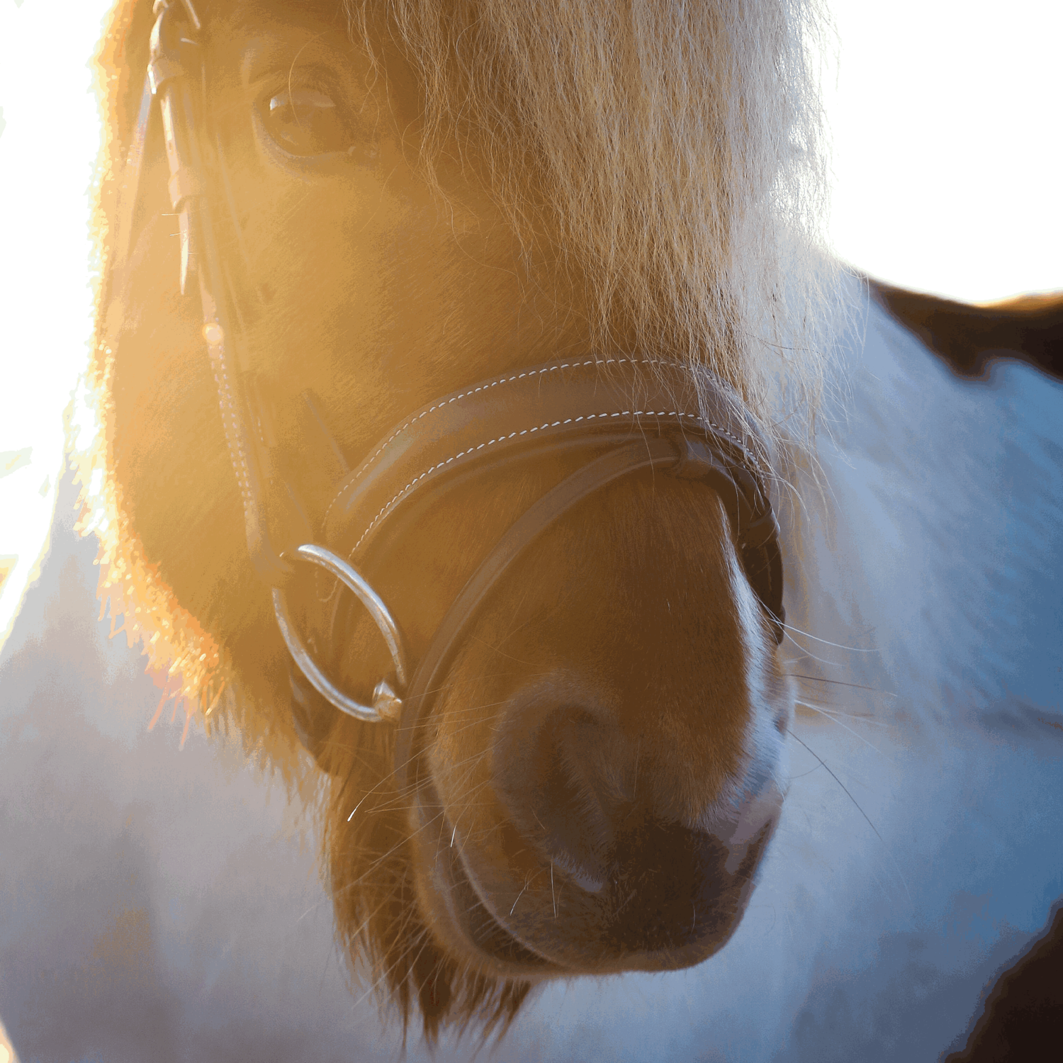 WH ULTRA Unterlegtrense 14 mm