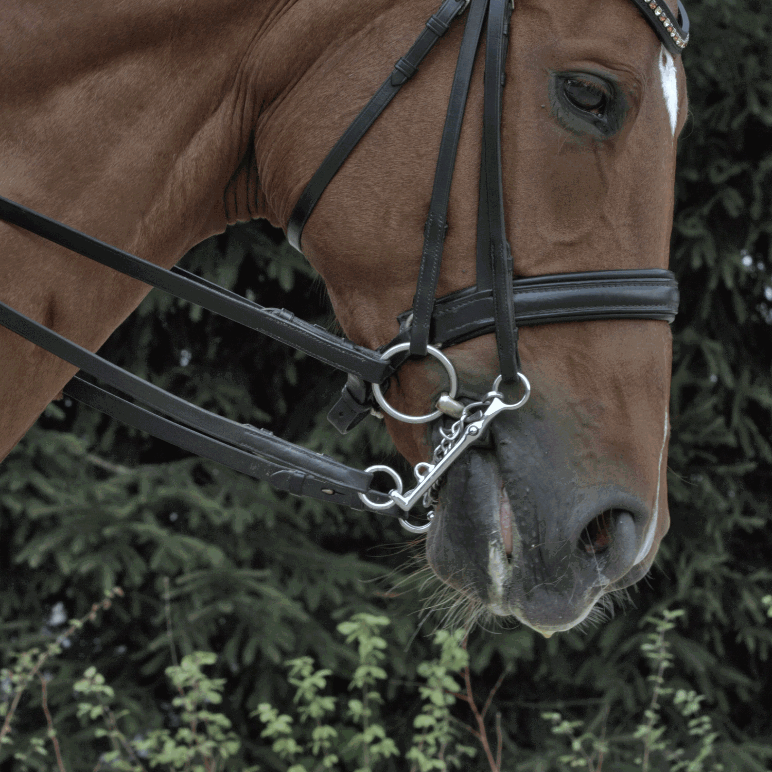 HO-Reitkandare 14 mm - Sensogan
