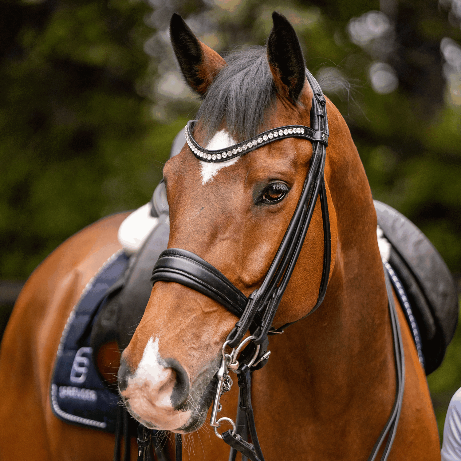 Bemelmans Reitkandare 14 mm - Sensogan, mit drehbaren Seitenteilen