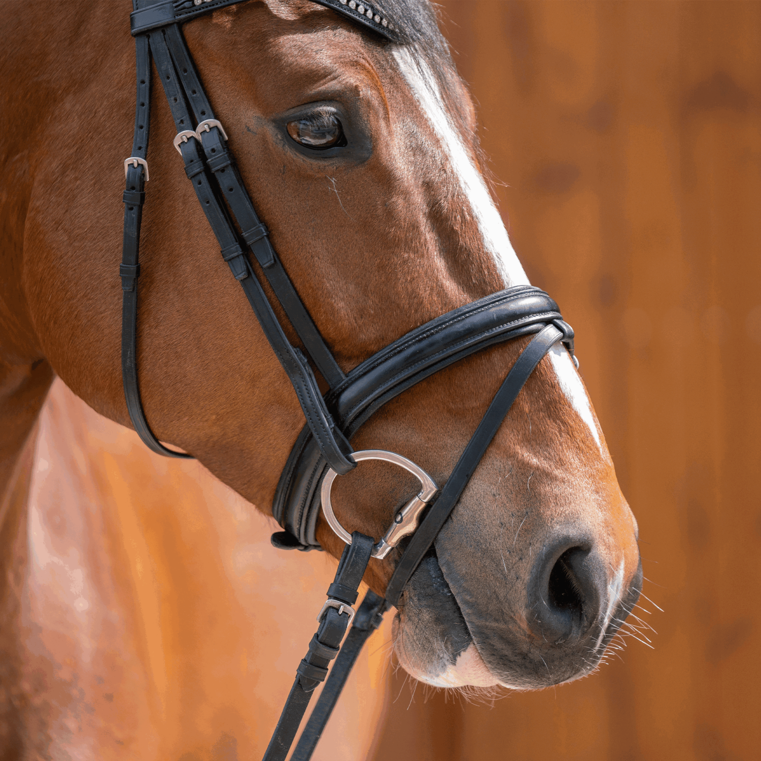 Dynamic RS Olivenkopfgebiss mit D-förmigem Ring 14 mm doppelt gebrochen