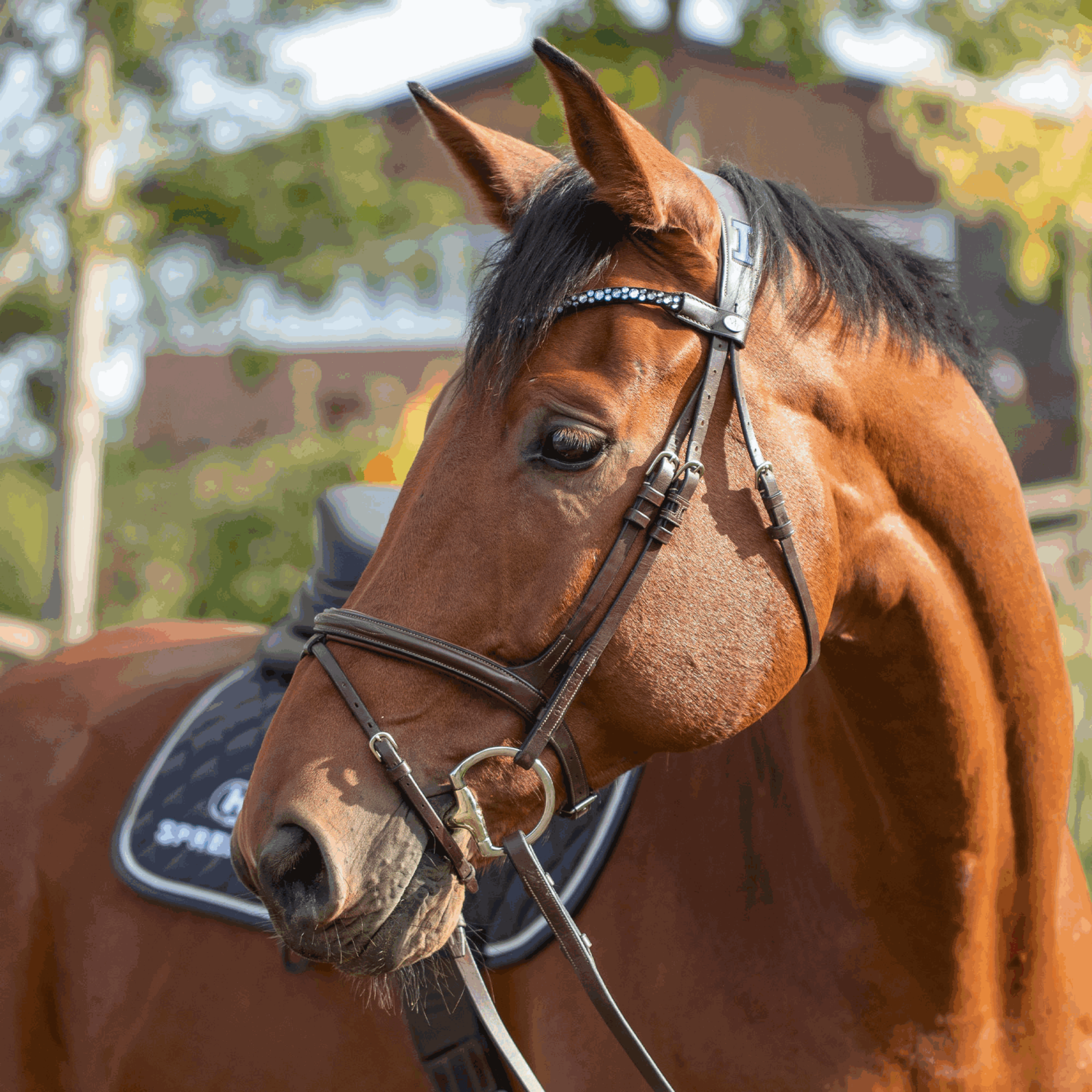 Dynamic RS Olivenkopfgebiss mit D-förmigem Ring 14 mm doppelt gebrochen