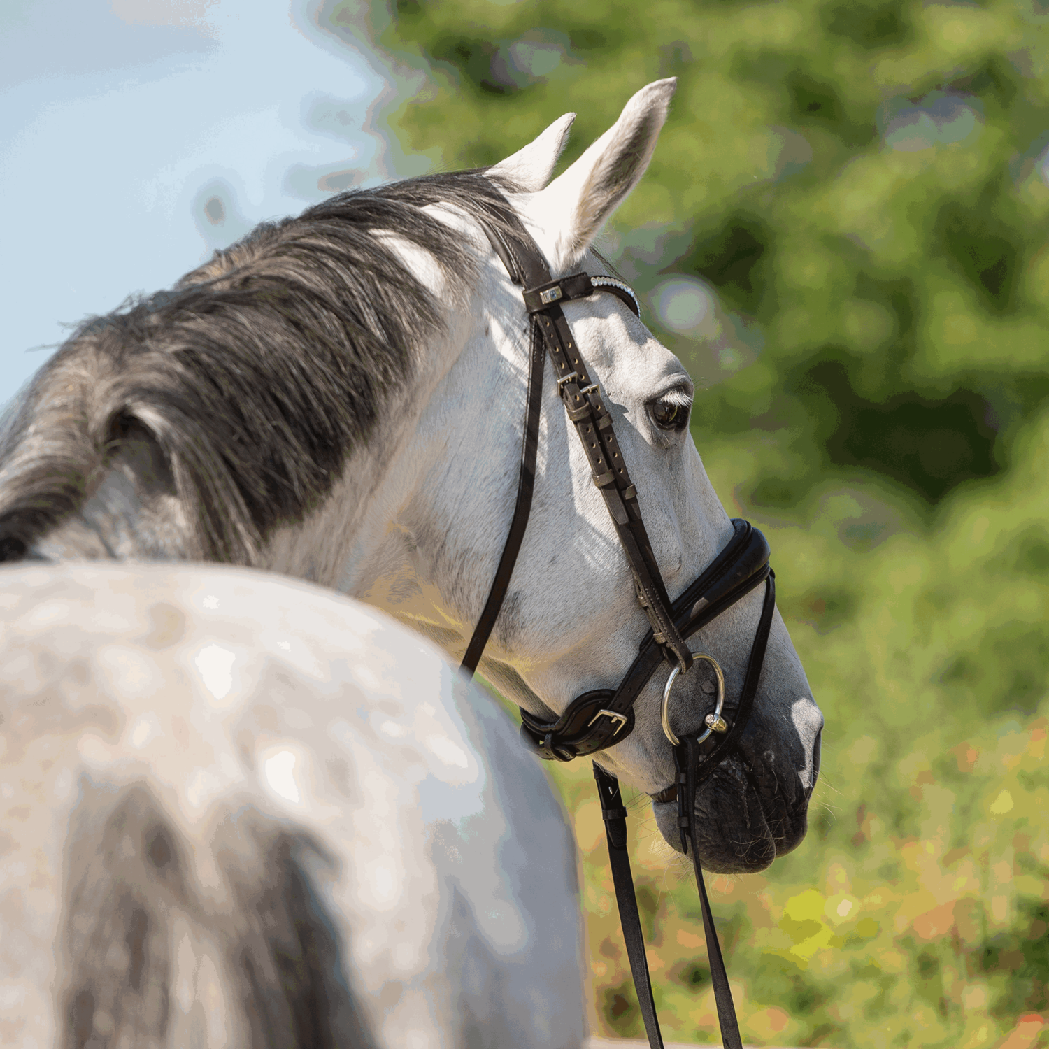 Dynamic RS Shine Bright Wassertrense 16 mm doppelt gebrochen - Sensogan